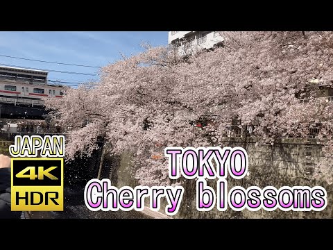 4K Most Beautiful Cherry blossom in Tokyo Japan in 2022🌸Meguro River