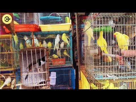 Cửa hàng chim cảnh Lớn Nhất SÀI GÒN - Bán chim Chợ chim lớn tp.hcm