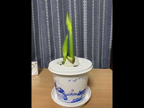 アマリリスは葉しか成長しません。この見事な植物を再び咲かせるにはどうすればよいでしょうか?  庭園