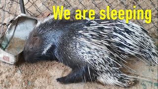 Porcupine (Two Brothers)_សត្វកាំប្រម៉ាដេក