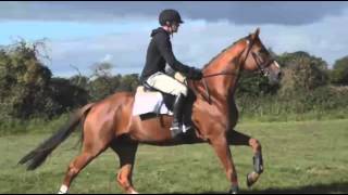 Video von Palm Beach 31