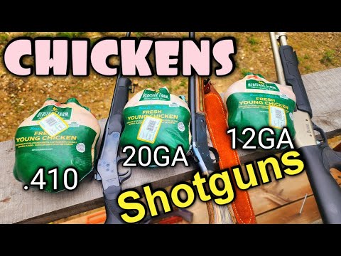 Shotgun Slugs vs Chickens .410 20 Gauge 12 Gauge