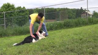 preview picture of video 'Prince Edward Island Charlottetown Humane Society Luke Bert Border Collie PEIHS PEI dog'