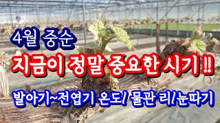 4월중순 포도(#샤인머스켓)발아기부터 전엽기 온도관리/수분관리 #눈따기