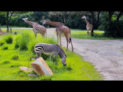 Kilimanjaro Safaris Morning Ride Experience in 4K | Disney's Animal Kingdom Walt Disney World 2022