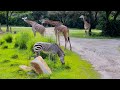 Kilimanjaro Safaris Morning Ride Experience In 4K Disney S Animal Kingdom Walt Disney World 2022