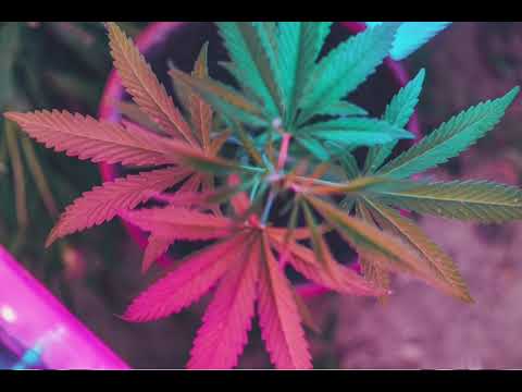 No existe confianza - El Travieso