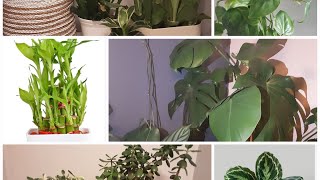 LUCKY PLANTS FOR HOME AND BUSINESS FOR 2025