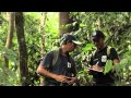 Orangutans In Malaysian Borneo
