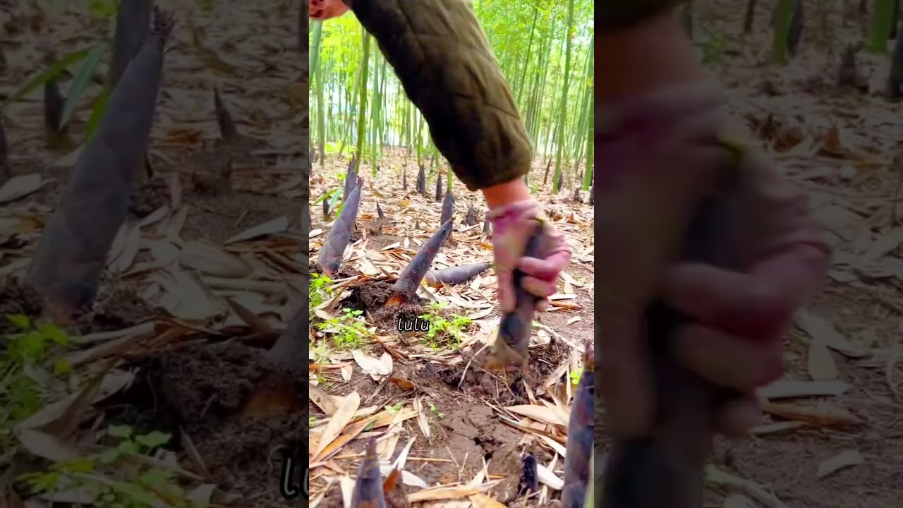 Dig spring bamboo shoots# #satisfying #farming #easyfarming #ruralharvest