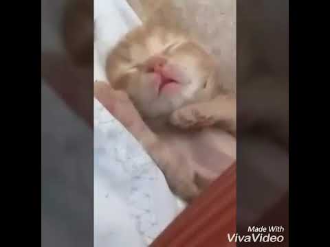 If you watch this video you will die(8 day old kittens)cuteness overload