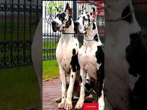 el gran danés, una raza de perro de las más grandes