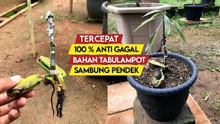 Download lagu The Technique For Grafting Mangoes From Seeds is 100% Fail-Proof | Short and Fast Fruiting mp3 Download lagu The Technique For Grafting Mangoes From Seeds is 100% Fail-Proof | Short and Fast Fruiting mp3