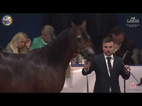 N 95 EMANDILLA   40th All Nations Cup Aachen 2024   Mares 11+ Years