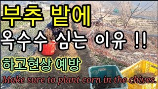 부추밭에 옥수수 심는 이유? Make sure to plant corn in the chives.