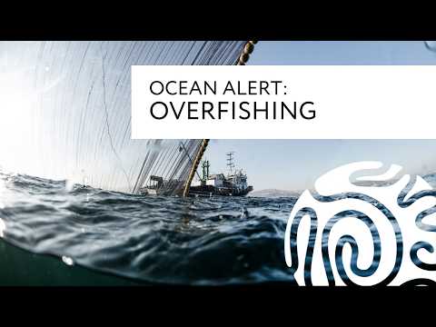 download lagu mp3 mp4 Ocean Alert, download lagu Ocean Alert gratis, unduh video klip Ocean Alert