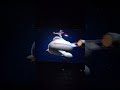 Chicken Little 2005 20th Anniversary Chicken Little The True Story