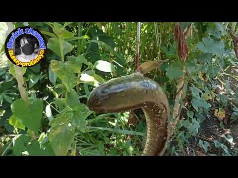 tiksay hunting namn tayu ulit naka dalawa lang😊#diy#tiksay#marble gun#pvc#toy gun#buhay probinsya