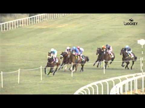 5 Carrera, premio Cruzcampo, 17 de enero 2016 - Gran Hipódromo de Andalucía