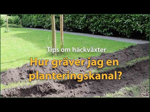 Hur gräver jag en planteringskanal? | Tips om häckväxter