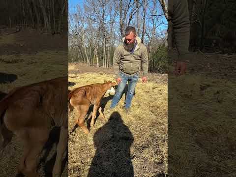 Rufus baby… Three days old and already kicked me #rufusthebull #cow