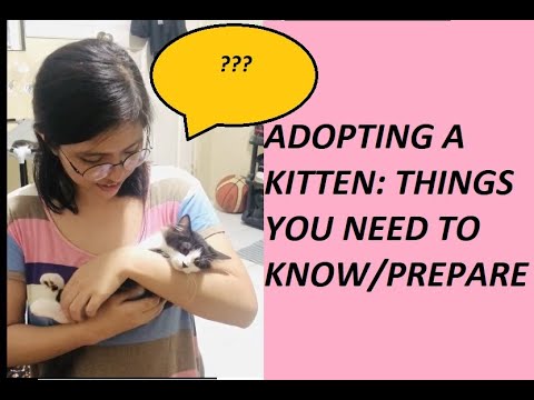 What you need to know/prepare before adopting a kitten