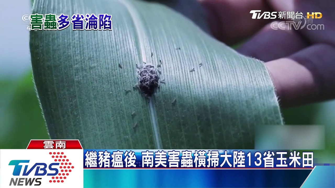 繼豬瘟後 南美害蟲橫掃大陸13省玉米田