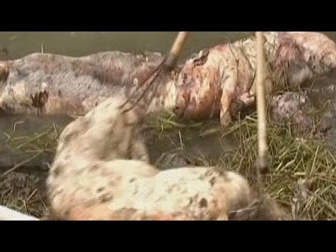 , title : 'الصين: نفوق 900 خنزير في نهر شنغهاي والسبب مجهول'
