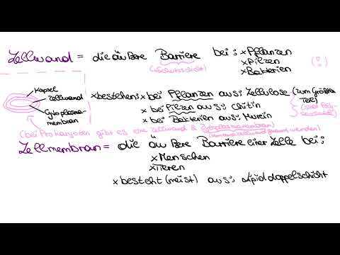 Zellwand - kurz und einfach erklärt!