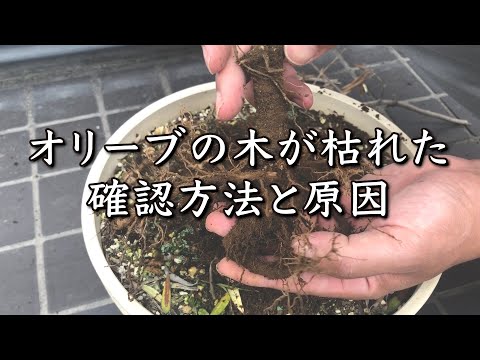 葉を失いかけている枯れたオリーブの木を救う方法をいくつかの簡単なヒントで紹介します。  庭園