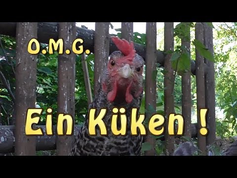 O.M.G.  Ein Küken ist geschlüpt!