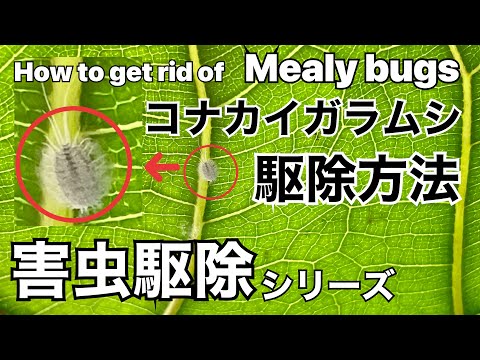 蘭についたコナカイガラムシを取り除く方法 天然石鹸のヒント