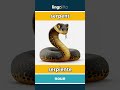 serpent - serpiente video thumbnail