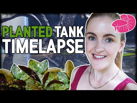 Rare Plants Aquascape Timelapse - Wild Betta Tank