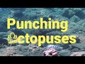 Octopus Punch other Coral Reef Fish while Hunting for Food