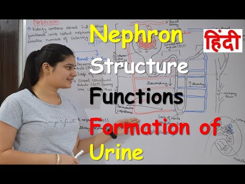 Nephron in Hindi | Structure | Functions | Urine formation | RajNEET Medical Education