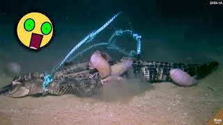 Download lagu NGERI! Makhluk Berkaki 14 Ini Bisa MELAHAP BUAYA Dengan CEPAT.!! Hewan Terlihat Lemah tapi Ngeri mp3