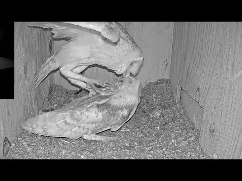 Barn owl is so exited and mates with the female immediately after she enters the nest box.