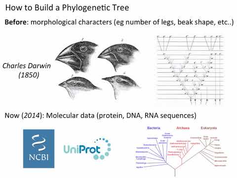 Intro - Phylogenetics