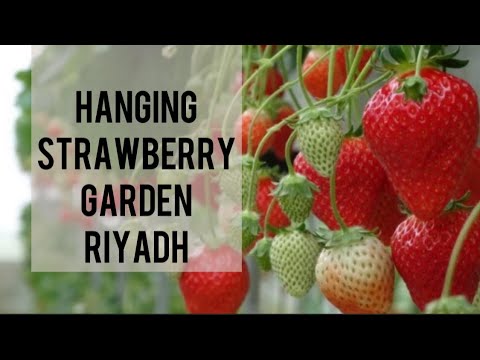 Awesome Hydroponic Strawberries Farming - Modern Agriculture Technology - Strawberries Harvesting