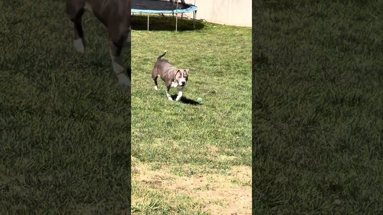 Enlarge Cheyenne, a Adoptable Pit Bull Terrier in Kansas City, MO video 6/6