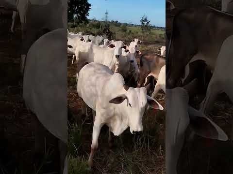 📍Formosa da Serra Negra - MA💥 50 novilhas médias - 400kg bruto 💸Negócio de qualidade no Maranhão!