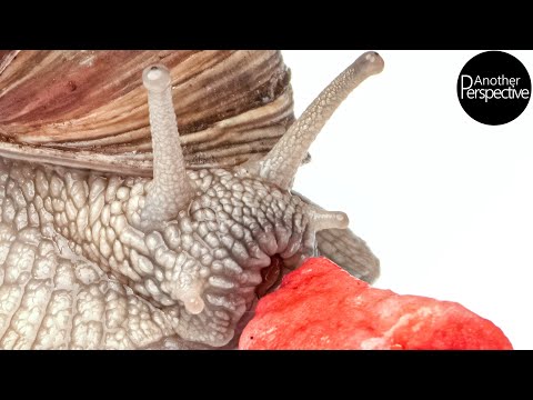 Extreme Makroaufnahmen: Schnecke frisst Erdbeere (Laowa Probe)