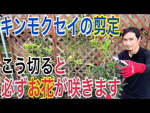 園芸 キンモクセイ、金木犀、中国オリーブ、茶オリーブ