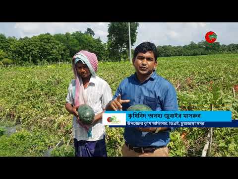 জেসমিন তরমুজ-এক বিঘায় ২ মাসে ১ লাখ টাকার বেশি লাভ-হার্ভেস্টিং স্টেজ