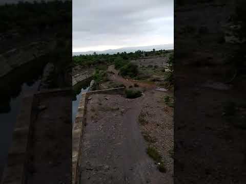 Bears at velugodu reservoir 🐻 Kurnool district AP