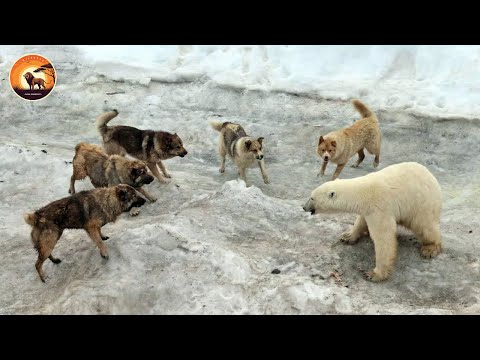 Ruthless Encounter of the Arctic’s Apex Predator in the Frozen Wild | Wild Animals