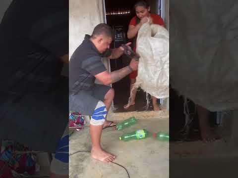 Será que era gato dentro do saco