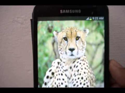 Talking Cheetah Video