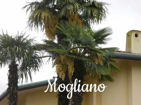 Mogliano